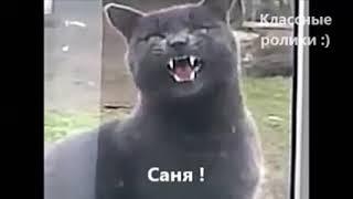 Кот говорит - Саня, открой!