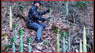 Harvest Bamboo Shoots,Cut  Bamboo To Make Bamboo Houses , Harvest ,Survival