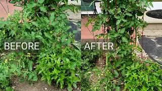 Pruning Indeterminate Tomatoes