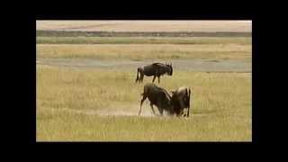 Testosterone - Animals Quarreling and Taunting in Tanzania - July 2015