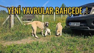 ATLAS GİTTİ PANZER VE VİO GELDİ ! - BAHÇEDE BU KADAR KÖPEK GÖRÜNCE DUYGULANDIM..