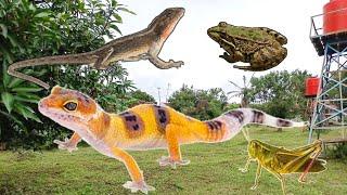 BERBURU GECKO/TOKEK, BELALANG, LONDOK/BUNGLON DAN KODOK