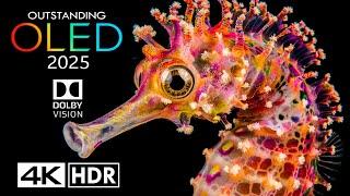 OUTSTANDING Dolby Vision 4K HDR 60FPS - 4K Video ULTRA HD