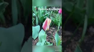 #ivanovka #azerbaycan #ismayilli #природа #христианство #христианскиепесни #пятидесятники