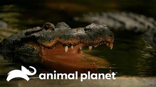O verdadeiro segredo da mordida do crocodilo | O Incrível Mundo Animal | Animal Planet Brasil