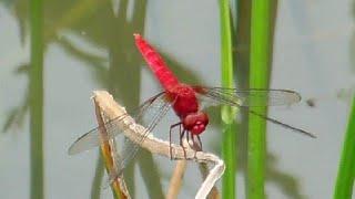 Red Dragonfly in Japan!