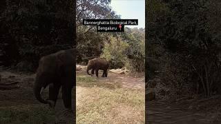 Elephant  #elephant #bangluru