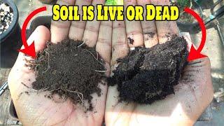 Your Soil is Live or Dead? How to living soil at home | Gardening with izhar