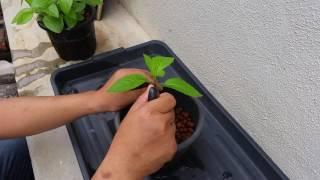 Basic Aquaponics - Sambung Nyawa Propagation