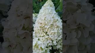 Силвер Доллар Германия 10.08.24 #германия #hortensia #гортензия