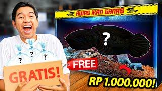 DIKASIH IKAN GRATIS HARGANYA RP 1.000.000! CHANNA AURANTI!