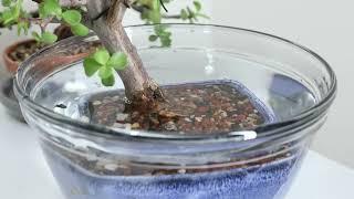 Watering your Bonsai Bar trees & other small bonsai!