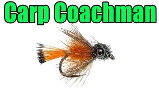 Carp Coachman Fly Tying - Great For Picky Carp in Skinny Water Ponds