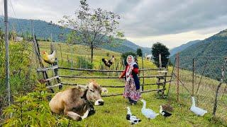 Sunny and Rainy Autumn Day in a Northern Iranian Village | Caring for Cats & Animals with Grandma