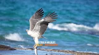 Australia wildlife . by salimy photography 2023