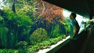 The World's Biggest and Best Aquascape (emotional)
