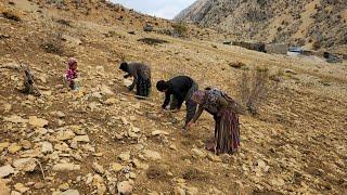 IRAN nomadic life | Planting seeds of plants in the mountains | Nomadic lifestyle of iran