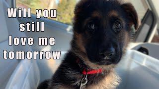 5 Reasons Why A German Shepherd Might Not Be Your Perfect Pup