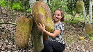 Harvest a super-large jackfruit and longan to go to the market to sell