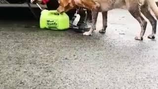 Best way to wash mud off you dog & boot after dog walk