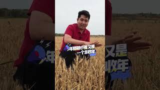 小麦种成这样是人不行？还是天不行？这农药肥料钱我估计是不好要#小麦种植 #农业种植 #农资肥料