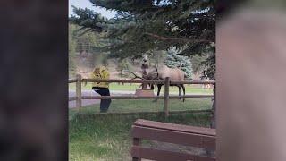 Man throws coffee to stop charging elk in Evergreen