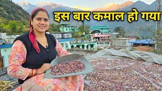 पहाड़ी ऑर्गेनिक राजमा और नई सब्जियों की बुवाई  || Pahadi Lifestyle Vlog || Priyanka Yogi Tiwari ||