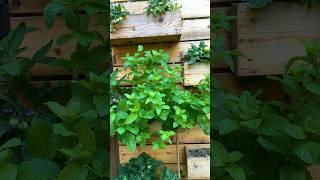 Grow peppermint from seeds