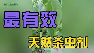 第九期 最有效的天然杀虫剂,蚜虫死光光