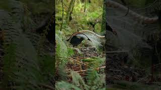 The Remarkable Lyrebird