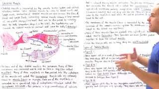 Structure of Skeletal Muscle