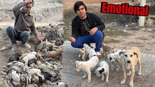 Found 100 Puppies Dead Bodys  Emotional 