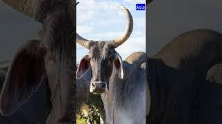 Zebu Cattle:  Resilient Agriculture Assets