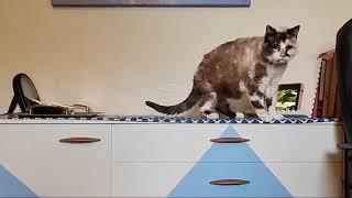 Cute clumsy cat takes a tiny tumble