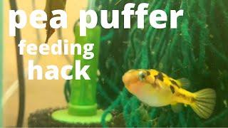 pea puffer feeding hack
