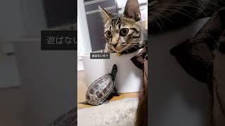 子猫に振り回されるクサガメ軍曹【 #猫と亀 】