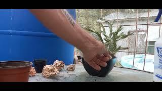 Making Euphorbia evansii Bonsai From mainstems cutting