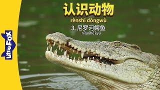 Meet the Animals 3: Nile Crocodile (认识动物 3：尼罗河鳄鱼) | Animals | Chinese | By Little Fox