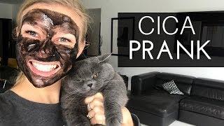 CICA PRANK FAIL