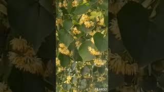 Липа цветет