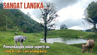 Sangat langka,pemandangan indah seperti ini yang palng di cari orang kota