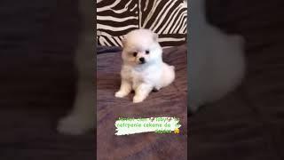 pomeranian