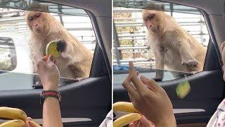 Monkey Refuses Bananas But Accepts Crisps