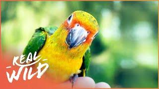 The Majestic Macaws Of Brazil (Wildlife Documentary) | Amazing Animals