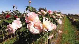 Wagner's Rose Nursery Kalangadoo South Australia