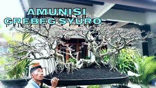 ficus elegant‼️amunisi pameran grebeg surokoleksi ketua RUBI ponorogo