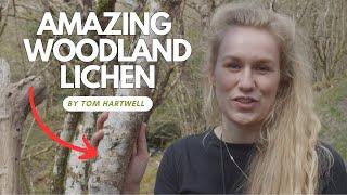 The Amazing World of Woodland Lichen