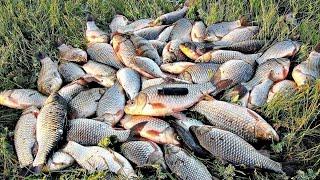 СКАЛЫ ДНЕПР РЫБАЛКА 2023  ОТПУСКАЕМ САЗАНОВ #fishing #днепр #рыбалка #сазан  #трофей