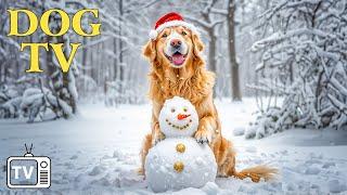 DOG TV: Video Entertain for Dogs to Reduce Stress & AnxietyBest Christmas Music for Dogs