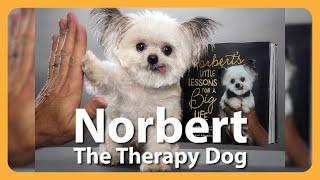 The Best Things Come In Small Packages! This 3lb Therapy Dog Proves It
